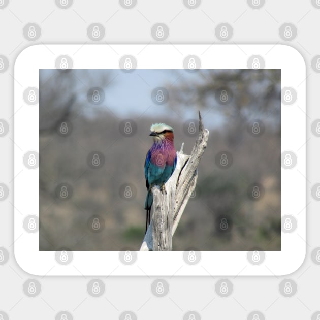 My African Safari - Blue-bellied roller Sticker by kimbo11